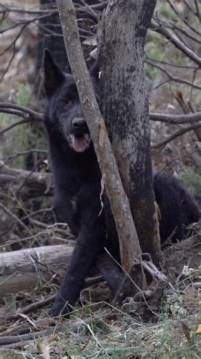Defend the Wild on Instagram: "Right across the nation, every single day, dingoes are caught in leghold traps and subsequently shot. This particular dingo was killed in Victoria’s high country. Shockingly, Western Australia and South Australia still allow the use of leghold traps bound with a cloth soaked in strychnine poison. The logic is that when dingoes inevitably chew at the trap in an attempt to free themselves, they ingest the poison and die in the trap. This justifies the trap not being 