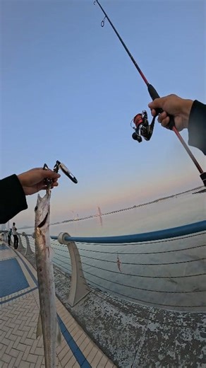 15 reactions · 7 comments | when baraccuda strike in UL setup #torcheese | Torcheese | Facebook