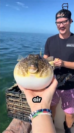 This Fish Turns Into a Balloon!