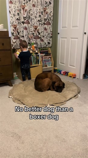 Adorable Boxer Dog & Baby Best Friends Moments