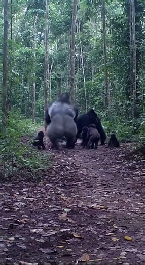 Twilight Confrontation Silverback Drives Leopard Away