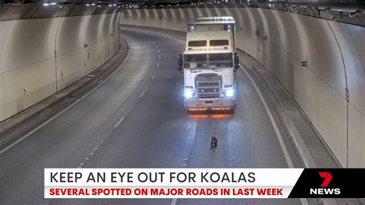 74K views · 1.4K reactions | Drivers are being warned to keep an eye out for koalas after one was caught on camera in the path of a semi-trailer in the Heysen Tunnels. Download the 7NEWS app: https://7news.link/7NEWSapp #7NEWS | 7NEWS Adelaide | Facebook