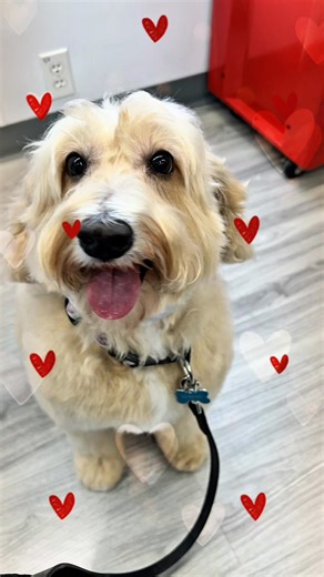 As the year begins, we’re feeling incredibly grateful for our lovely clients. Thank you for trusting us with your furry family 🐾 #petgrooming #dogsofinstagram #petgroomer #pamperedpaws #doggrooming