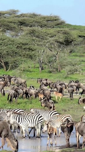 Wildebeest and zebra migrating across a river during The Great Migration in Tanzania, Africa.