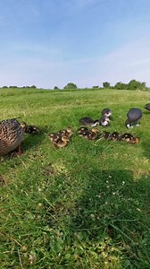 We have new arrivals on the golf course. One of the female Mallard ducks showed up out of nowhere with their cute little ducklings. They originally had 10, two days later it turned to 9 and now they have 8. Let's hope they stay safe and mum keeps them well protected. Also there are 7 pairs of Coots that have had chicks, making a total of 16 Coot chicks all together. | The Robin Whisperer