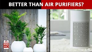 Get indoor plants to fight air pollution at home