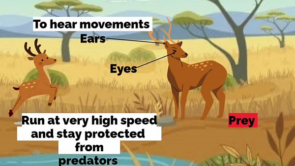 The Living Organisms Characteristics and Habitat | Terrestrial Habitat |