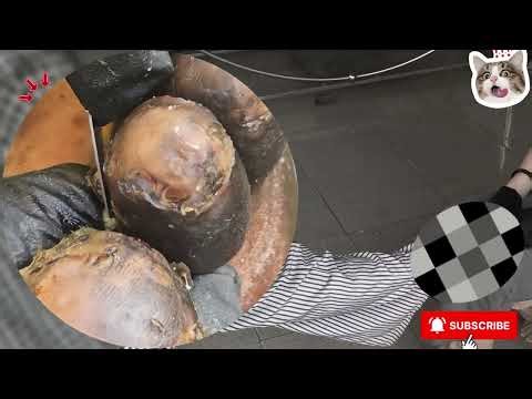 ⚠️ Extreme Jigger Infestation – Cracked Skin Peeled Off Clean! #HD351