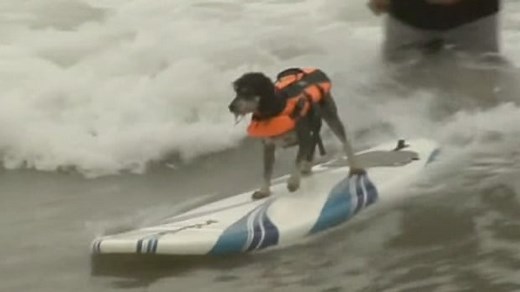 Dogs surf the waves in California – video