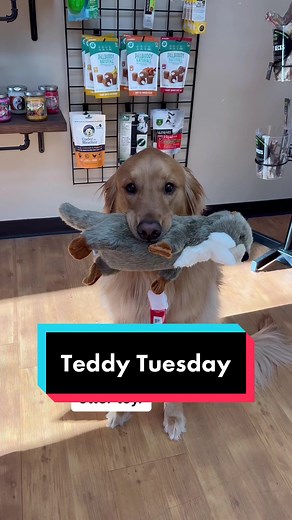 Teddy Tuesday: A Day in the Life of a Golden Retriever