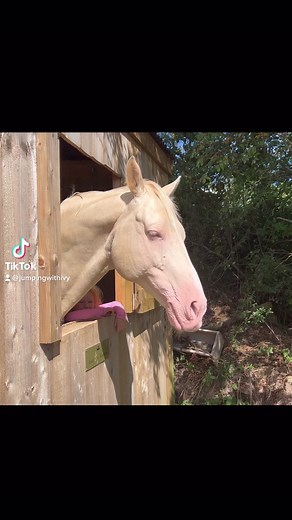 Somebody didn’t read the brief 🤭 #crownsaceofpearl #stallion #stallionatstud #stud #cremello #doubledilute #reel #tiktok #youtube #instagram #equestrian #horse #equestriangirl #ivythomascook #jumpingwithivy #reelsinstagram | Jumping with Ivy