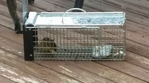 Watch Oyster cracker bait works for chipmunk on Amazon Live