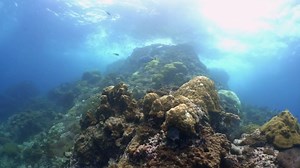 1K reactions · 166 shares | Curious about the world beneath the waves? Learn to scuba dive in Koh Tao! | PADI | Facebook