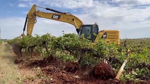 Millions of vines destroyed in Australia amid wine glut