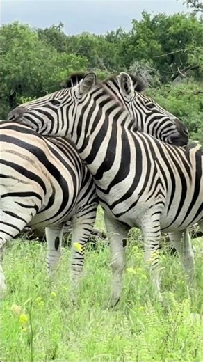 Zebras Hugging? Cute Moment in Hluhluwe Safari! 🦓❤️