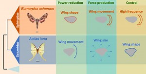 What's flappening with moth flight? - SICB