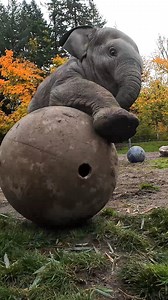 game on | Oregon Zoo