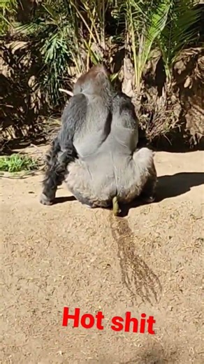 #hot #shit #gorilla #pooping @TheLosAngelesZoo #funnyvideo #funnyanimals #zoo #lazoo