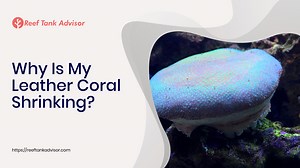 Why Is My Leather Coral Shrinking? | Reef Tank Advisor