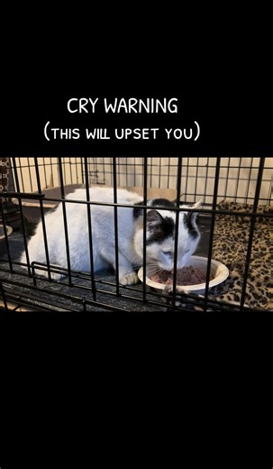 Rescue Story: Curtis the Cat's Journey to Healing