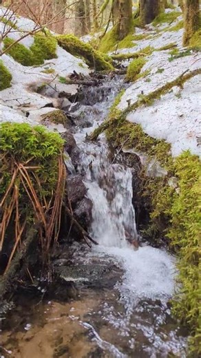 Spring Creek Sounds 🌿 Melting Snow & Flowing Water | Nature Relax Shorts