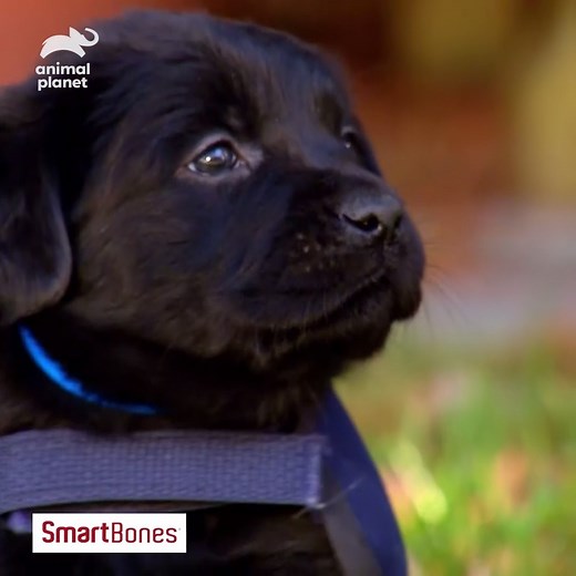 272K views · 5.7K reactions | There's more than meets the eye with this adorable puppy. | Animal Planet | Facebook