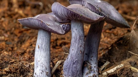 7 Cool Looking Mushrooms ¦ Weird Mushrooms