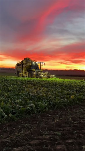 Betteraves et Lever de Soleil : La Beauté du Travail Agricole 🌅