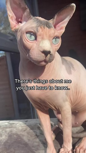 Understanding Your Sphynx Cat's Behavior