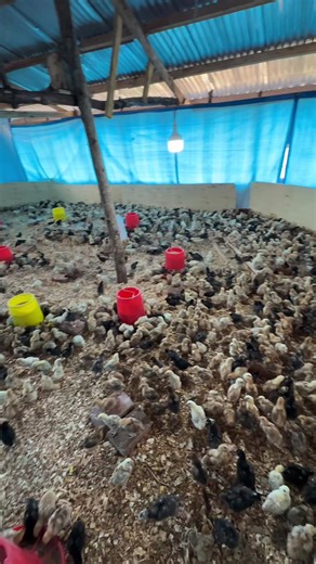 #poultryfarming #goviral