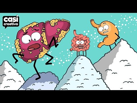 Tus Órganos Cuando Comes Mucho Azúcar | Casi Creativo