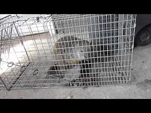 Groundhog Chirping or Whistling