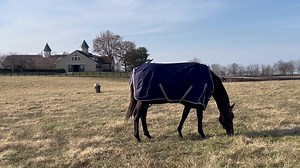 20K views · 1.1K reactions | FLIGHTLINE update ! He’s really happy in his new routine and loves his paddock time to the point he didn’t even lift his head to look at me  thankfully he’s very smart and sensible  | Lane's End Farm | Facebook