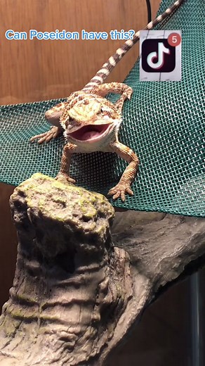 Can Poseidon Own a Bearded Dragon?