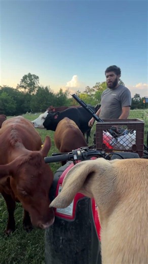 Wait for it cow snot rocket 😂😂she done it 3 times #cow#funny#snotrocket