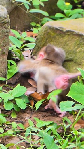 71K views · 1.1K reactions | Baby Yelling loud so pity on him | Lily BB Monkey | Facebook