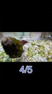 【検証】スベスベマンジュウガニが好きな餌は何？？？#YouTube切り抜き #ガサガサ #4 #アクアリウム