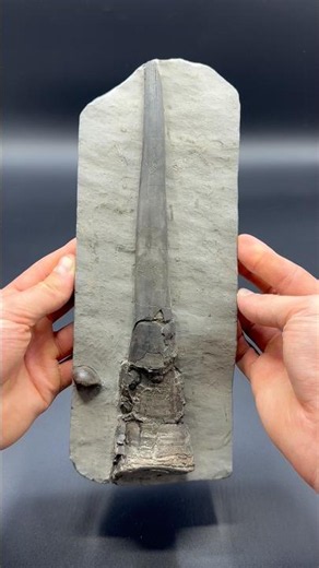 Here’s a stunning example of a Belemnite fossil that was found by the Yorkshire Fossils Team