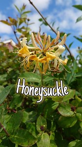 3.6K views · 312 reactions | Honeysuckle  Wild & Free Sweet Treats! #honeysuckle #edibleflowers #history #foraging | Home is where our heart is | Facebook