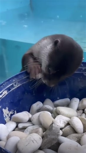 Otter's New Pool Adventure