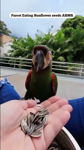 Parrot Eating Sunflower seeds, satisfying video | ViralCub