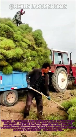 Farm Hay Loading: Forking Grass Like Tossing Farm Snacks #shortsvideos