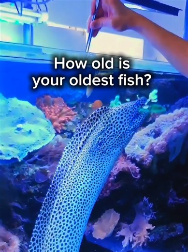 How old is your oldest aquarium fish? 🐠 In the video, you can see