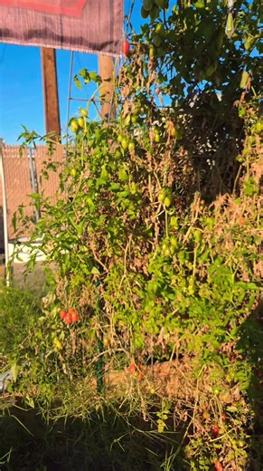 #hobbitgarden #FYP #backyardgarden #lasvegasgardening #lasvegas | garden