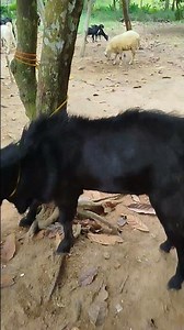 JAVA RANDU BANDOT GOAT #Shorts