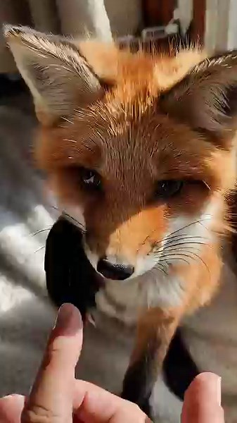 Cutest Fox Paw Shake Ever Caught on Camera!