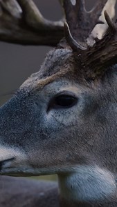 44 reactions | Locked onto the details, this buck’s antlers are the real standout. Every curve, every tine, every bit of character tells its own story! . Reel @edwall81 . #deerhunting #mossyoak #whitetail #deer #outdoors #wildlife #hunting #buck #bigbucks | Drake Non-Typical | Facebook