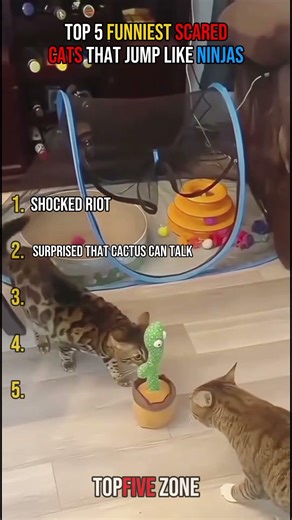 Top 5 Funniest Scared Cats That Jump Like Ninjas #top5