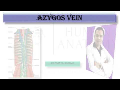 AZYGOS VENOUS SYSTEM,AZYGOS VEIN,functions of azygos vein,Extent,COURSE AND TERMINATION