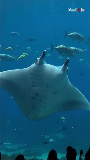 Giant Manta Ray Glides Gracefully at Georgia Aquarium || WooGlobe